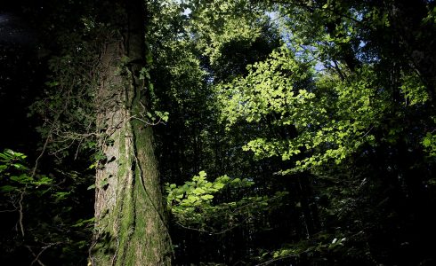 Cours Forêt-Thérapie 27