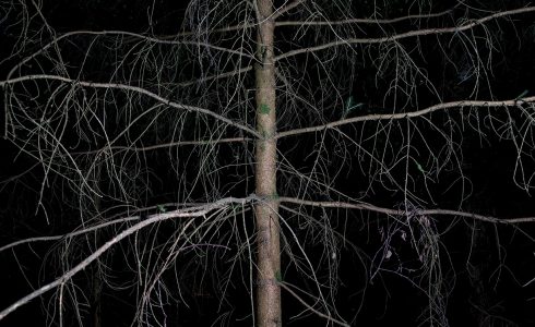 Cours Forêt-Thérapie 28