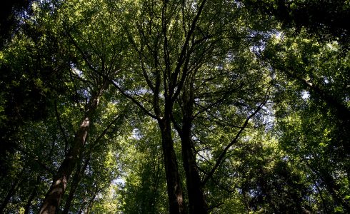 Cours Forêt-Thérapie 32