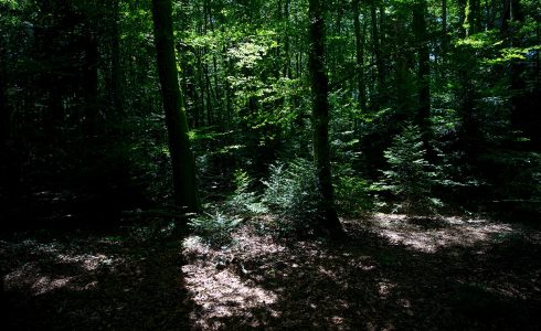 Cours Forêt-Thérapie 51