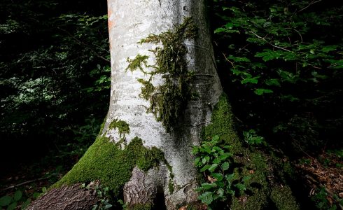 Cours Forêt-Thérapie 54