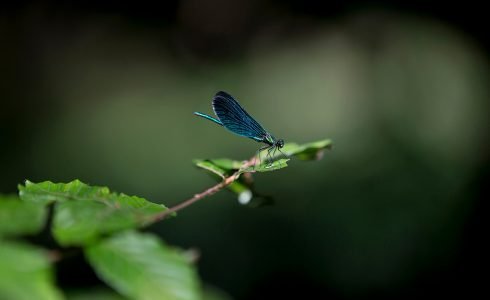 Cours Forêt-Thérapie 56